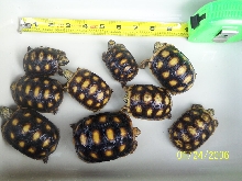 young redfoot tortoises