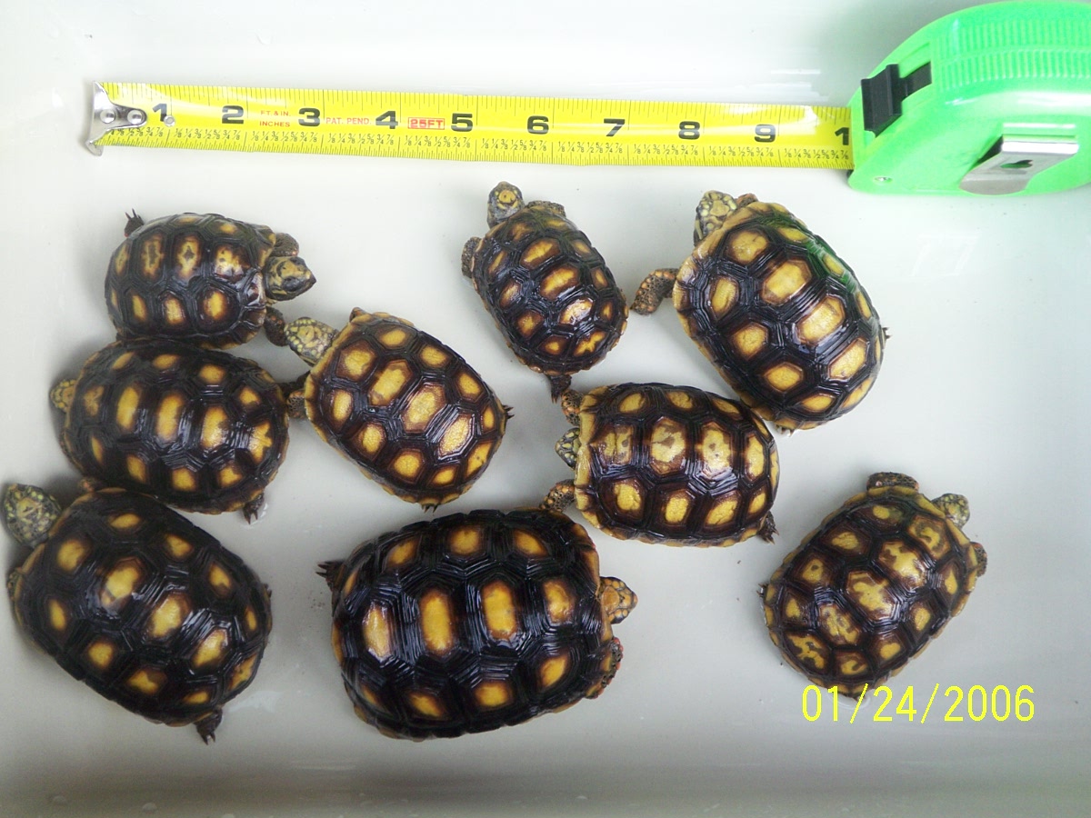 young redfoot tortoises