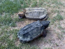 Adult male alligator snapping turtles