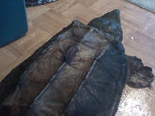 Alligator Snapper