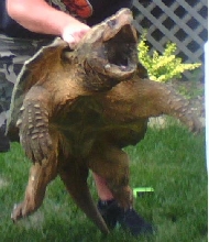 75lb 21 inch slc
