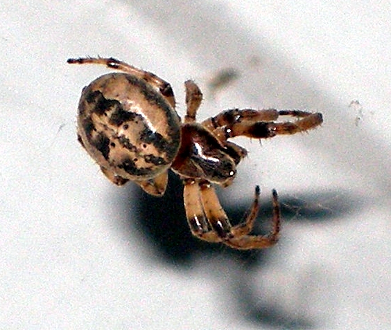 Unknown Spider