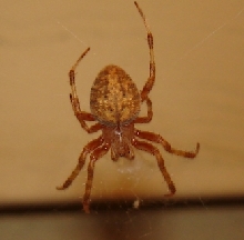 Orange Spider?!? PLEASE IDENTIFY