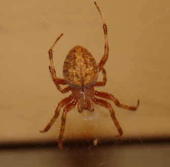 Orange Spider?!? PLEASE IDENTIFY