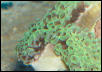 Saltwater - Austin Aquariums