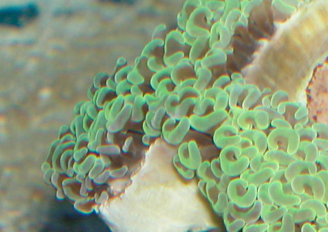 Saltwater - Austin Aquariums