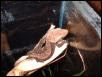 New Crested Gecko