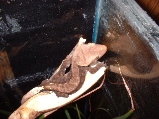 New Crested Gecko