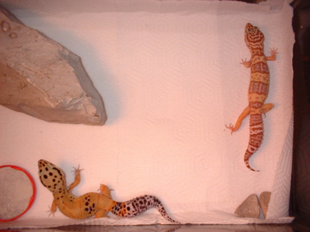 Pair