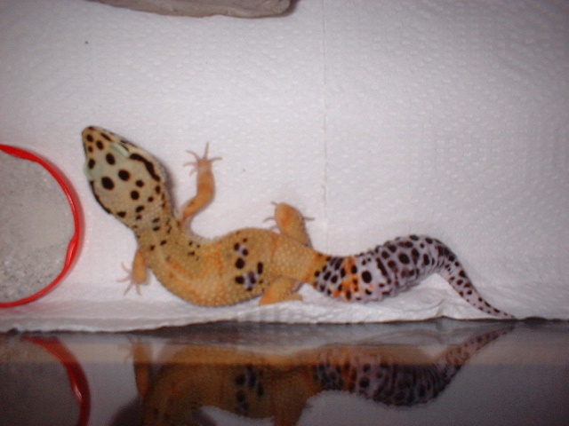 Male