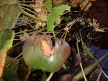 Spring Peeper