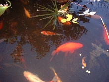 Goldfish