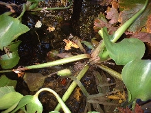 Pond Frog