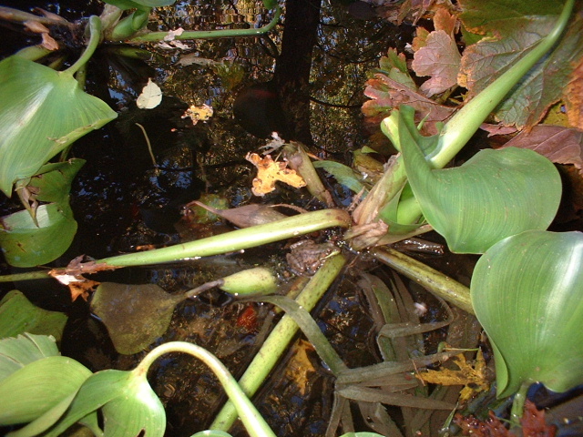 Pond Frog