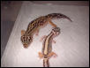 Striped Leo Pair