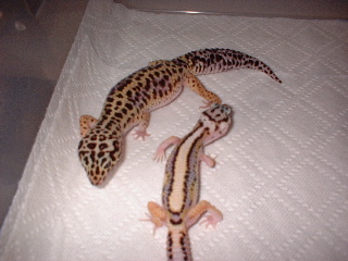 Striped Leo Pair