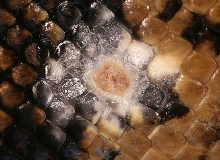 Small sore