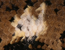 scale discolouration
