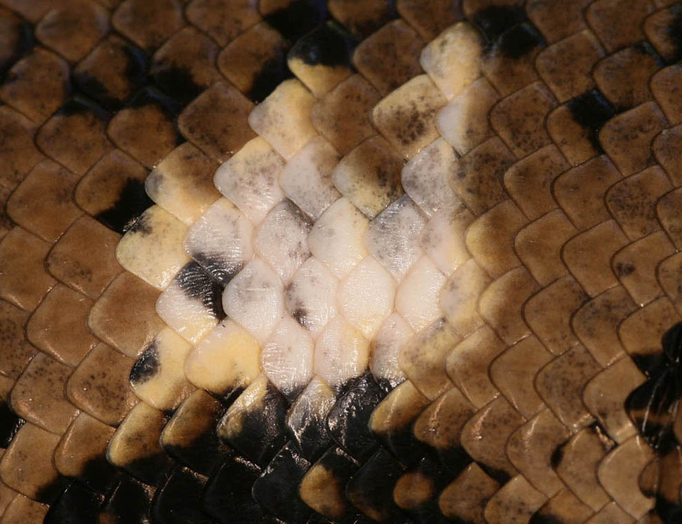 scale discolouration