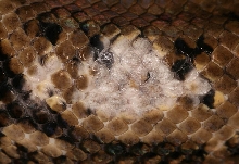 Scale discolouration