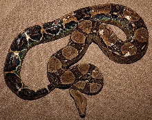 Common boa with unknown disease