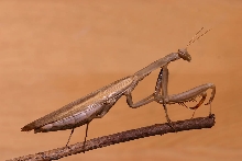 mantid mantis malaysian