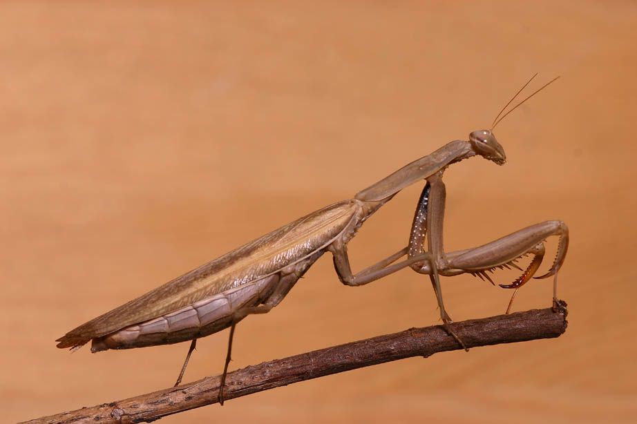 mantid mantis malaysian