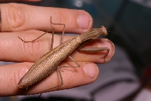 mantid mantis malaysian