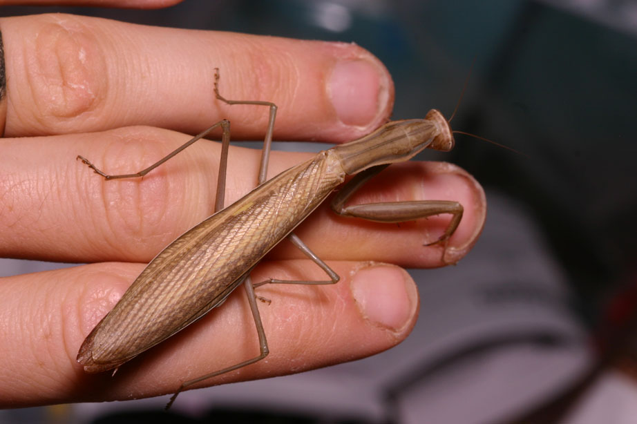 mantid mantis malaysian