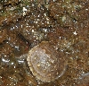 3 toed box hatchling