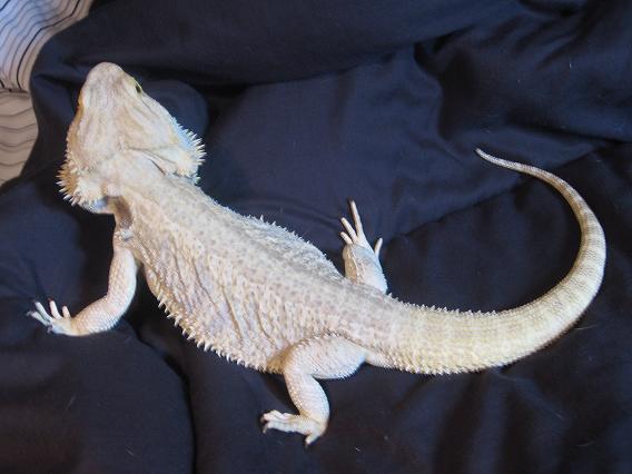 Snow beardie on my bed