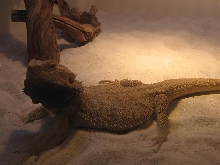 Snow Bearded Dragon