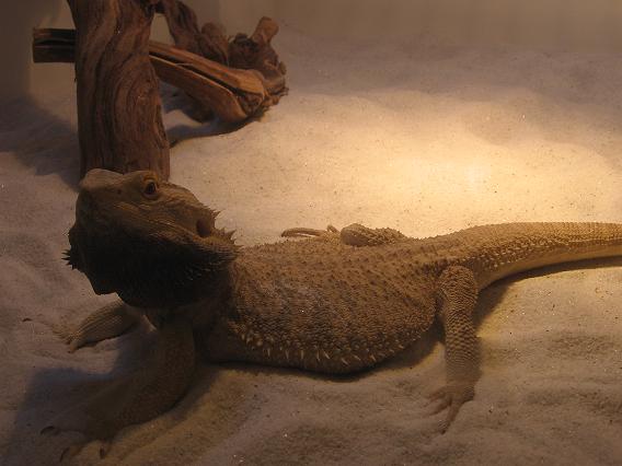 Snow Bearded Dragon
