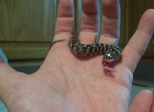 Hand feeding First Attempt