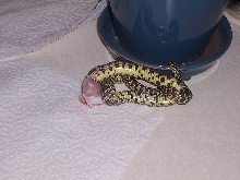 Goini Feeding