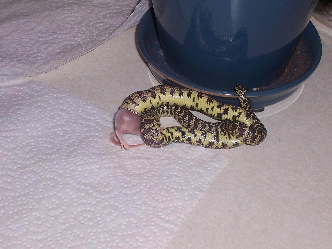 Goini Feeding