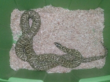 Feeding Cage
