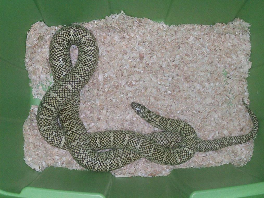 Feeding Cage