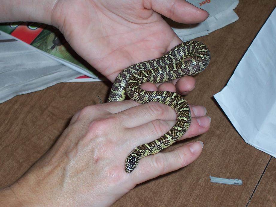 My Forida Kingsnake