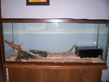 Florida Kingsnake Setup