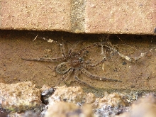 Is This a Wolf Spider???
