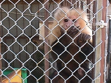 capuchin