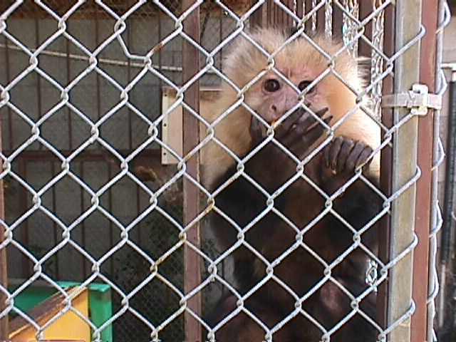 capuchin