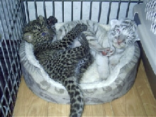 spots and stripes