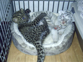 spots and stripes