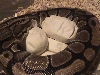 Ball Python