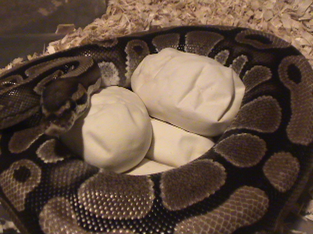 Ball Python