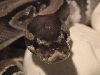 Ball Python