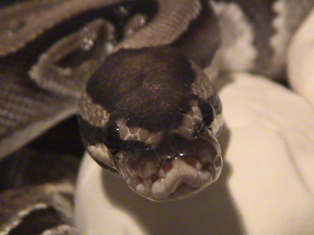 Ball Python