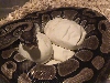 Ball Python